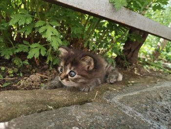 Portrait of kitten by plants