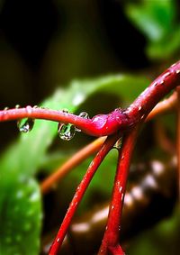 Close-up of water drops on plant