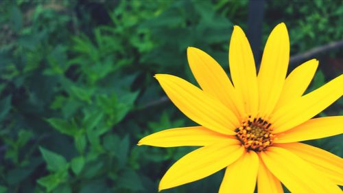 Close-up of yellow flower