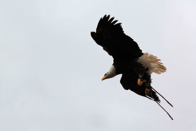 Low angle view of eagle against clear sky 