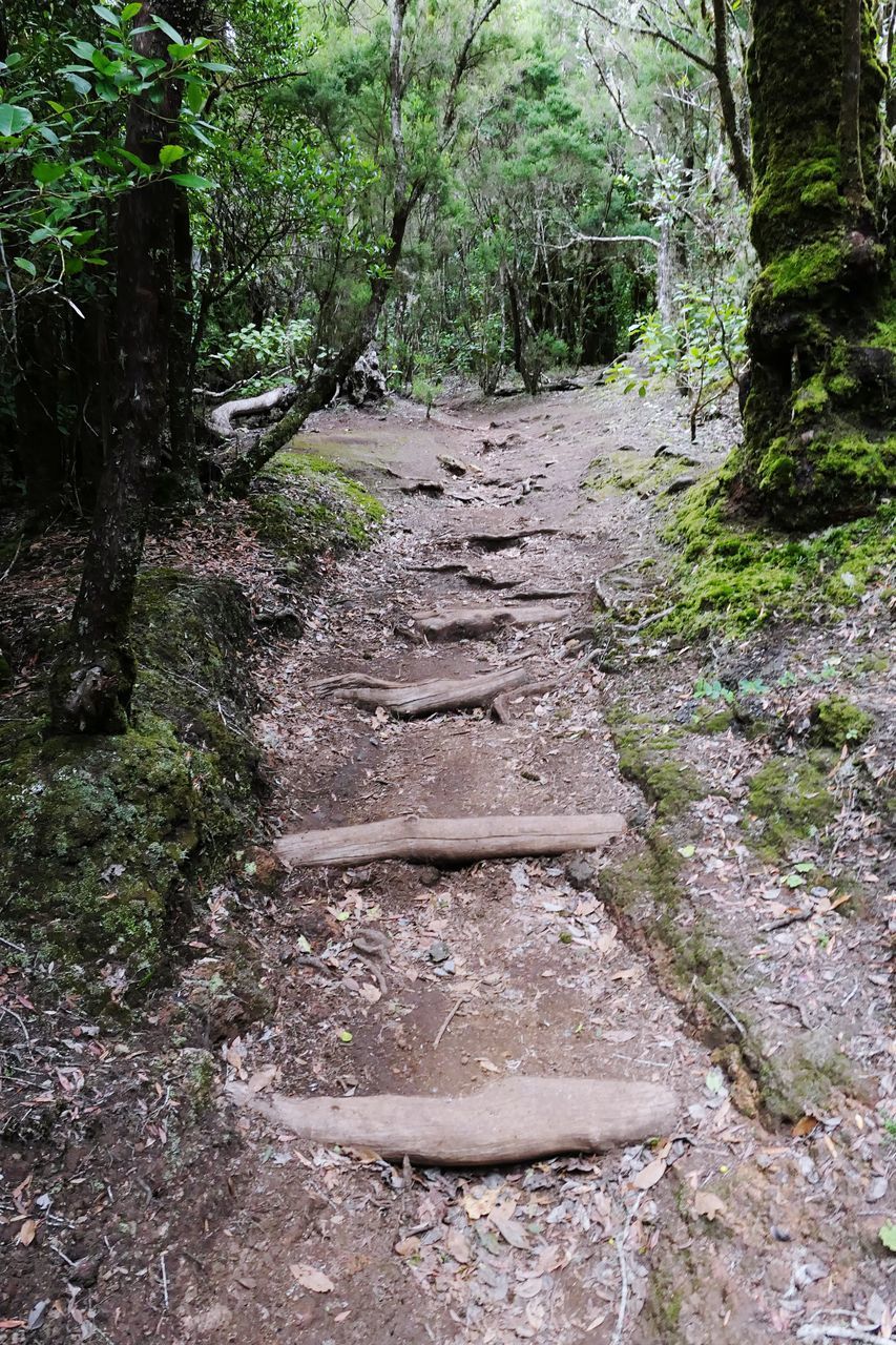 VIEW OF FOOTPATH AMIDST TREES IN FOREST