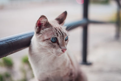 Close-up of cat looking away