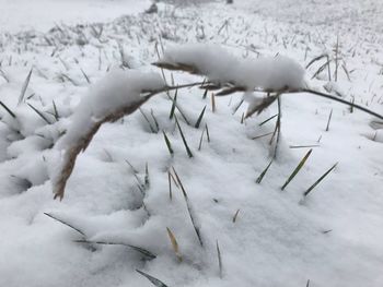 Snow covered field