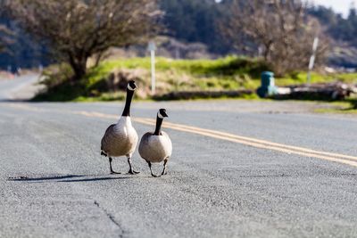 Canada geese on road