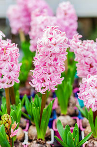 Close-up of pink flowering plants