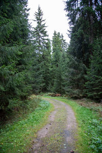 Trail amidst trees in forest