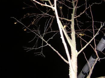 branch