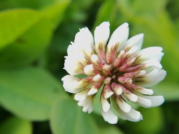 Close-up of flower blooming outdoors