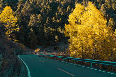 Road amidst trees in forest during autumn