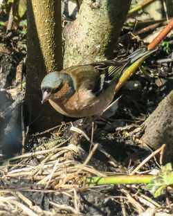 Close-up of birds in nest