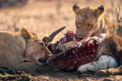 Close-up of lioness