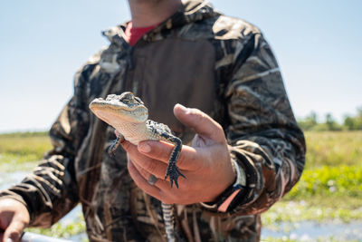 American alligator baby gets a close up while being held by a male hand