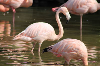 Flamingos in a lake