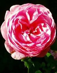 Close-up of pink rose