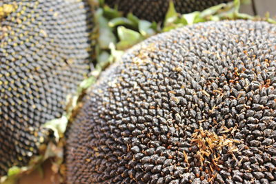 Close-up of dried outdoors