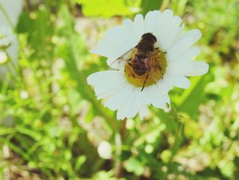 Close-up of bee on white flower