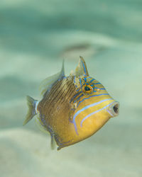 Balistes vetula, a juvenile queen triggerfish
