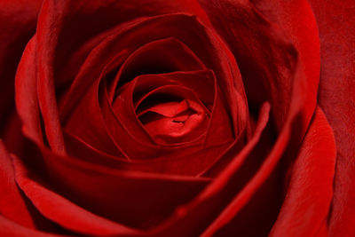 Close-up of red rose