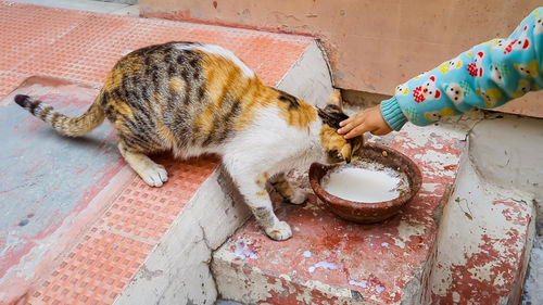 Calico street cat drinking milk from clay bowl on worn concrete steps
