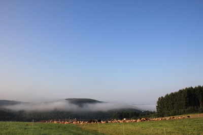 Scenic view of field against clear sky