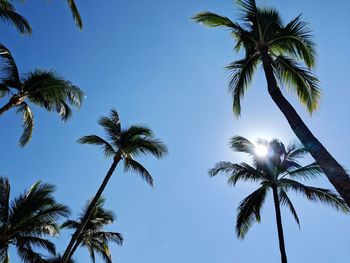 Low angle view of palm trees against clear blue sky