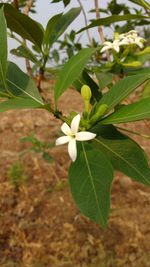 Close-up of white flowers