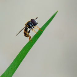 Close-up of insect on plant over white background