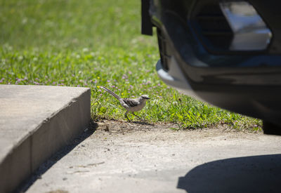 Northern mockingbird mimus poslyglotto hunting for insects in the grass along a driveway