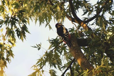 Low angle view of bird perching on branch