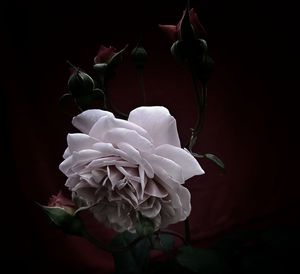 Close-up of white rose against black background