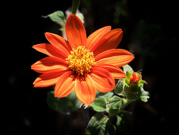 Close-up of orange flower blooming outdoors