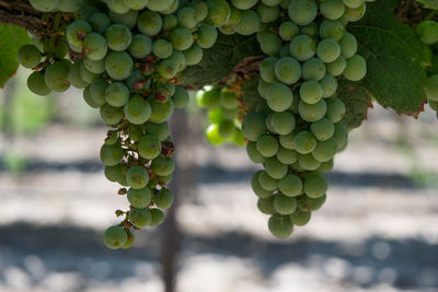 Close-up of grapes growing in vineyard