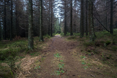 Dirt road amidst trees in forest