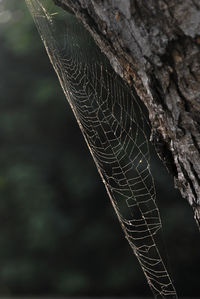 Close-up of spider web