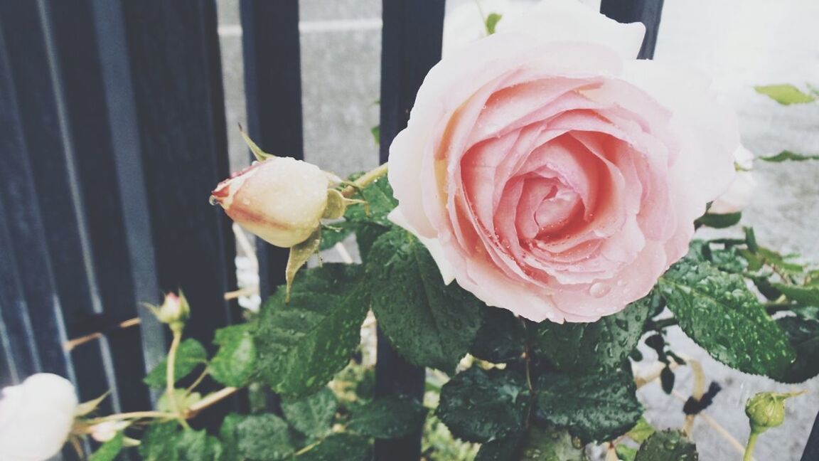 flower, petal, flower head, freshness, fragility, rose - flower, growth, beauty in nature, blooming, pink color, close-up, nature, plant, focus on foreground, leaf, day, outdoors, single flower, in bloom, park - man made space