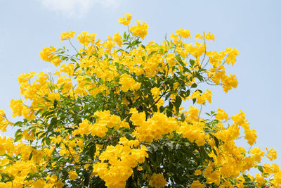 Low angle view of yellow flowering plant