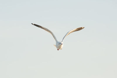 Low angle view of seagull flying against clear sky