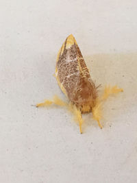 High angle view of dead fish over white background