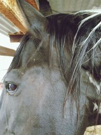 Close-up of horse in stable