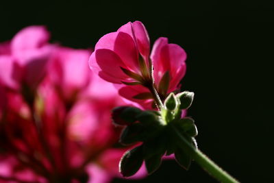 Close-up of pink flowers blooming outdoors