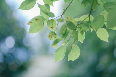 Low angle view of flowering plant