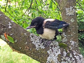 Close-up of bird perching on tree trunk