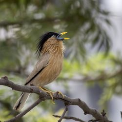 Close-up of bird perching on tree