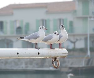 Seagull perching