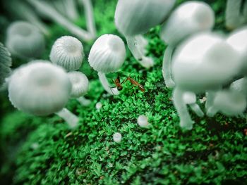 Close-up of mushrooms growing on field
