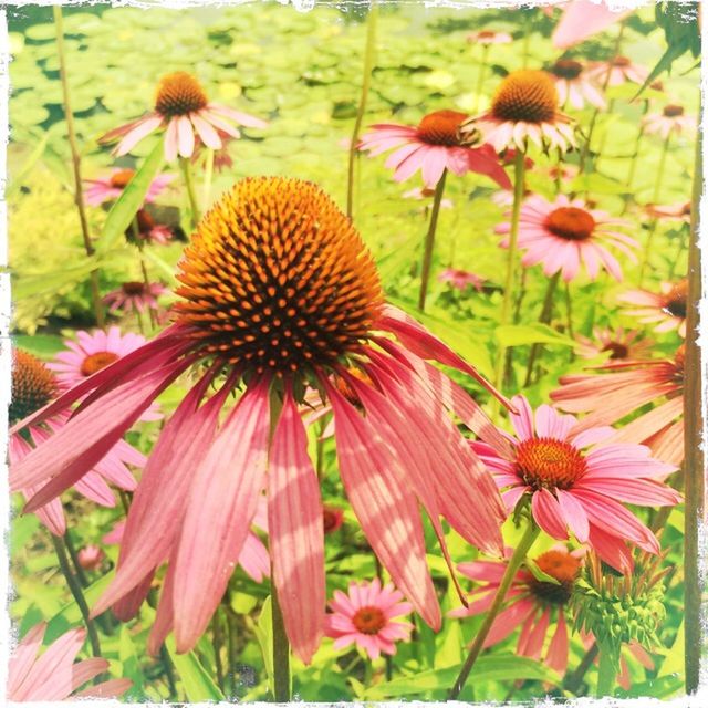 Holden arboretum, kirtland, ohio