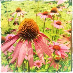 Close-up of pink flower