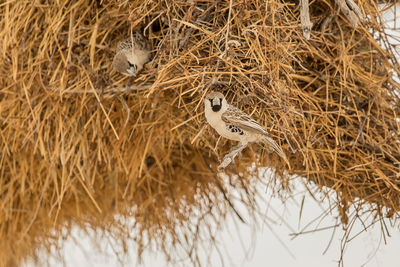 Bird perching on nest