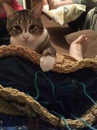 Close-up of cat lying on bed at home