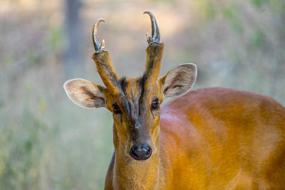 Close-up portrait of deer